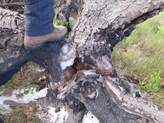 Mimetes fimbriifolius