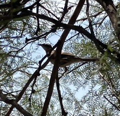 Mimus saturninus