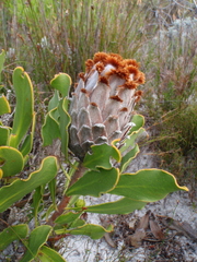 Protea speciosa