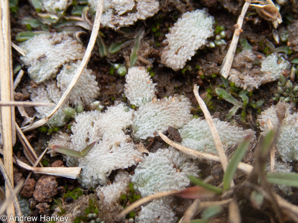 Exormotheca from Ekurhuleni, Gauteng, South Africa on February 19, 2023