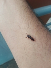 Stenomorphus