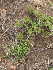 Hermannia parviflora