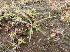 Ledebouria luteola