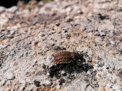Curculionidae