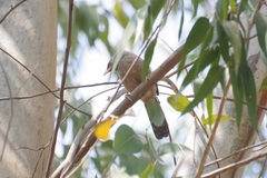 Argya striata