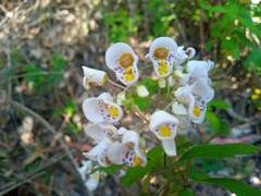Jovellana punctata