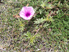 Ipomoea oenotherae