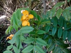 Senna stipulacea