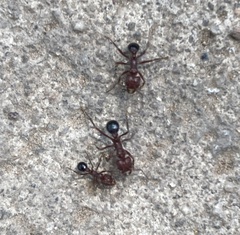Amoimyrmex