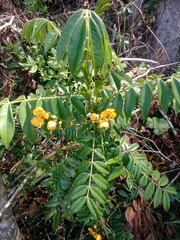 Senna stipulacea