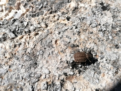 Curculionidae