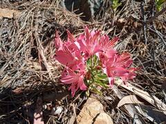 Alstroemeria ligtu ligtu