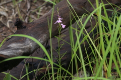 Striga curviflora