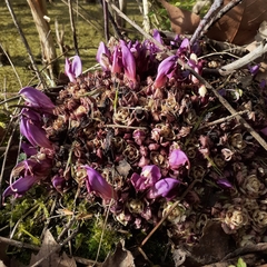 Lathraea clandestina
