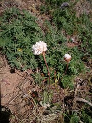 Armeria