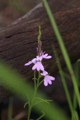 Striga curviflora