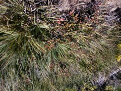 Fascicularia bicolor