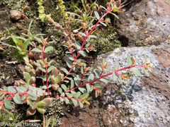 Euphorbia inaequilatera