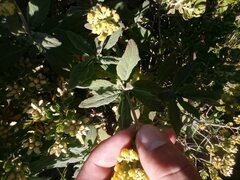 Calceolaria