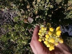 Calceolaria