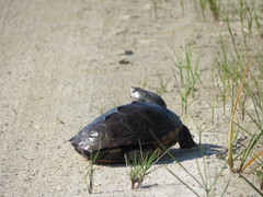Malaclemys terrapin