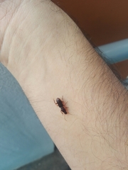 Stenomorphus