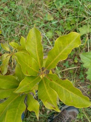 Schefflera