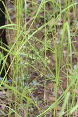 Dilleniaceae