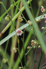 Dilleniaceae
