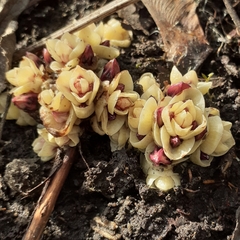 Lathraea clandestina