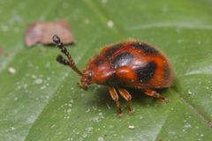 Stenotarsus pardalis