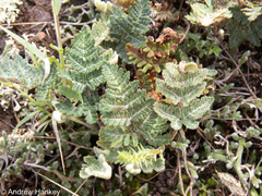 Cheilanthes eckloniana