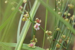 Dilleniaceae