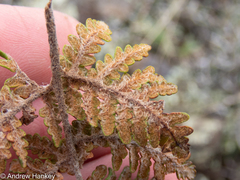 Cheilanthes eckloniana
