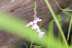Striga curviflora