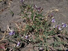 Astragalus amatus