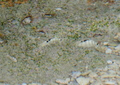 Abudefduf septemfasciatus