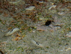 Abudefduf septemfasciatus