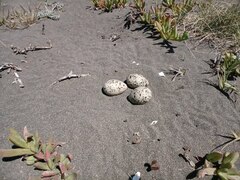 Haematopus palliatus