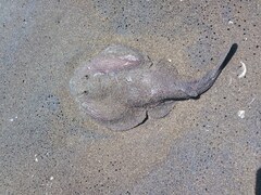 Discopyge tschudii