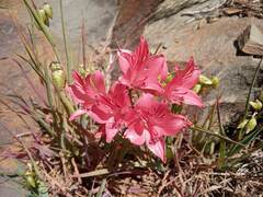 Alstroemeria ligtu ligtu