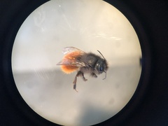 Osmia cornuta