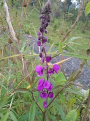 Glycine tabacina