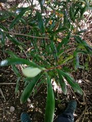 Myrceugenia lanceolata
