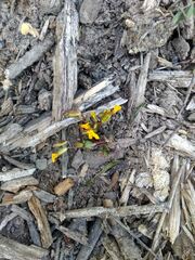 Erythranthe glabrata