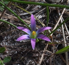 Romulea ramiflora