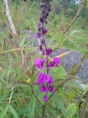 Glycine tabacina