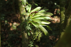 Liparis elliptica