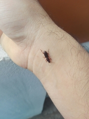 Stenomorphus