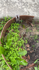Ranunculus platensis